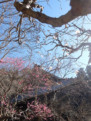 妙本寺の梅