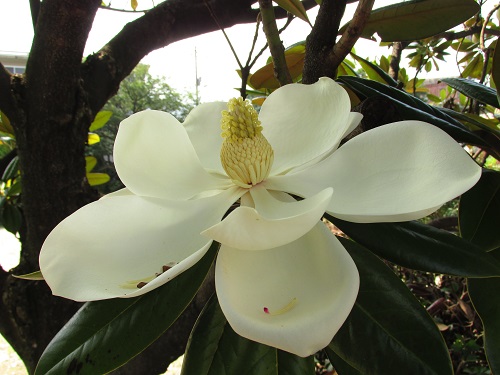 直径15～25cmという巨大な白い花を咲かせる・タイサンボク（泰山木・大山木）2 | 気ままな生活 - 楽天ブログ
