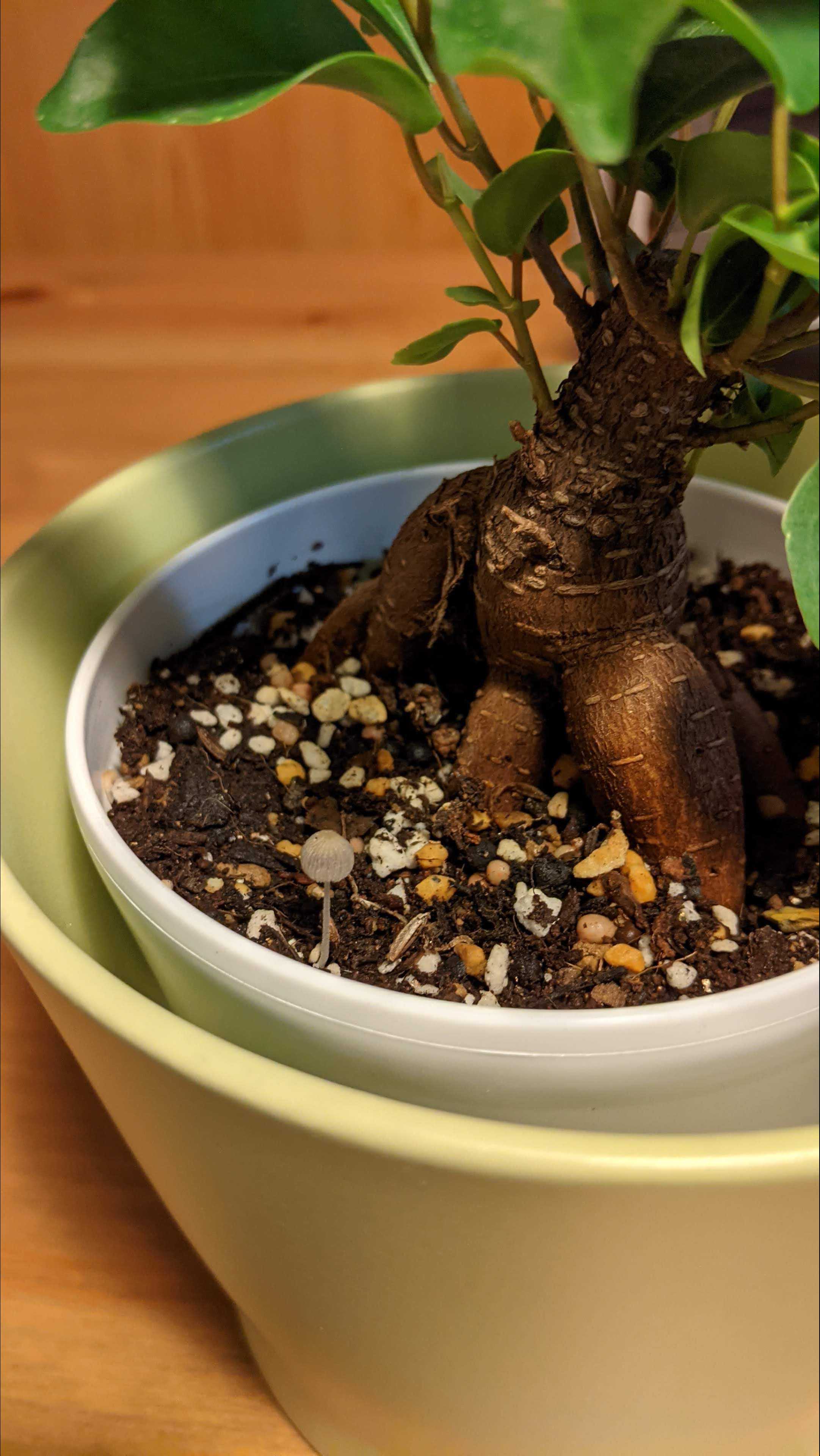 観葉 植物 から キノコ