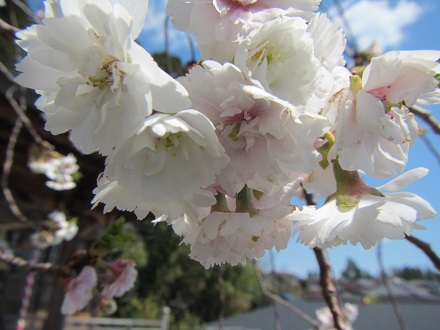 子福桜１.jpg