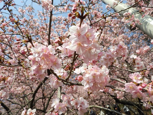 まつだ桜まつり