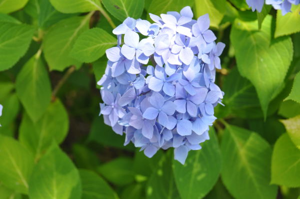 菖蒲・紫陽花