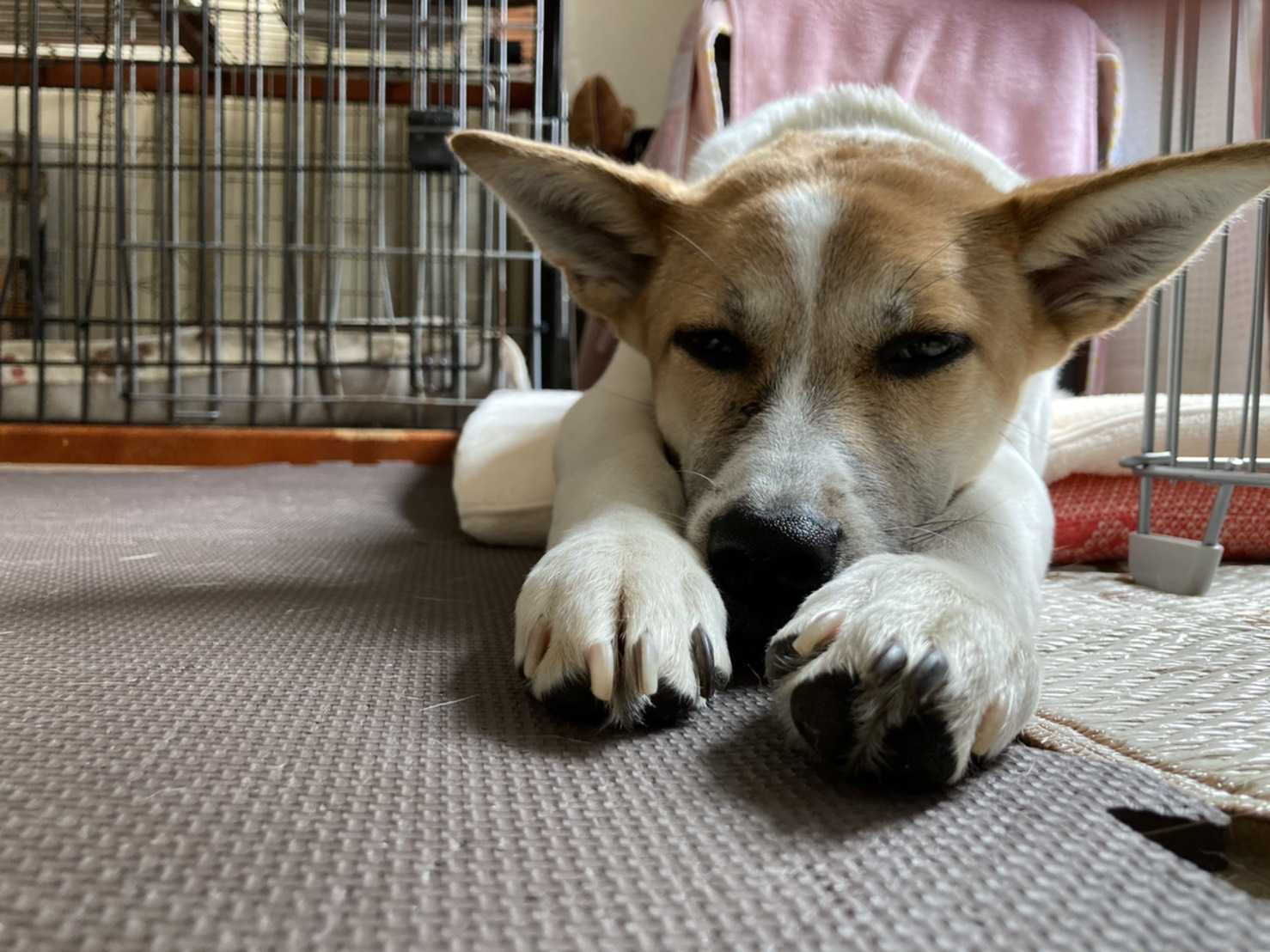 こむぎちゃん便り 大きくなりました ビアビコ家の保護犬たち 楽天ブログ