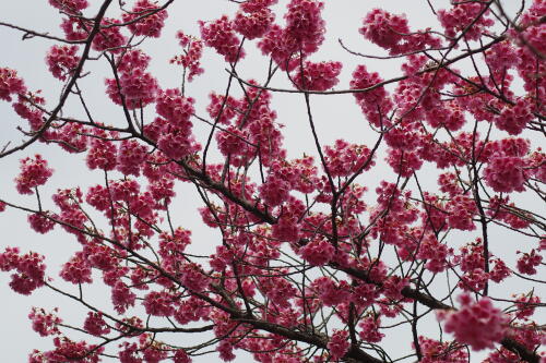 荏原神社の寒緋桜