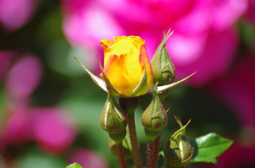 谷津バラ園のバラの花