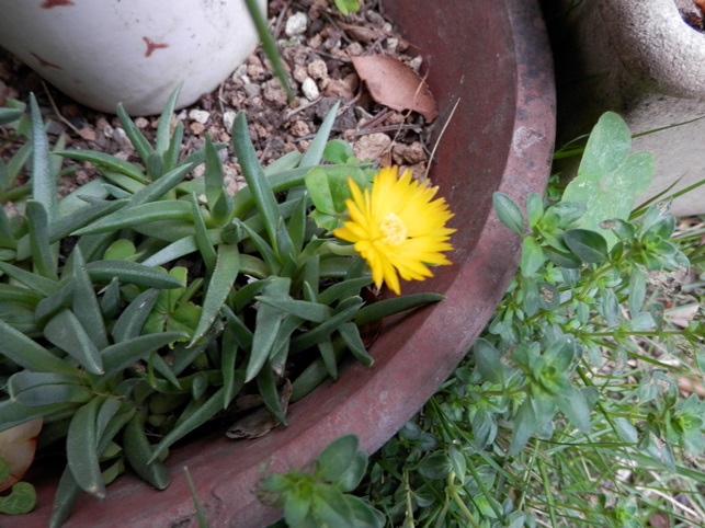 P6070017ｻﾝｼﾞｿｳ.jpg