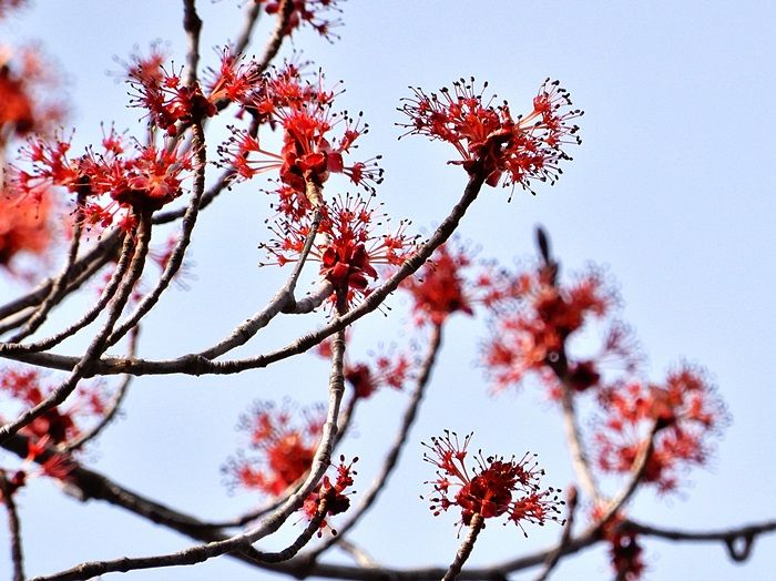森林植物園訪問 百九回目 その9 ハナノキとカモシカ園 | ジュラのお散歩花日記 - 楽天ブログ