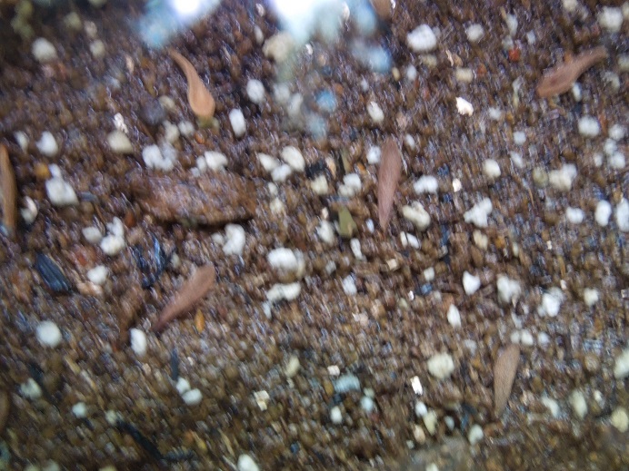 パキポ種まき5-4ｰ1