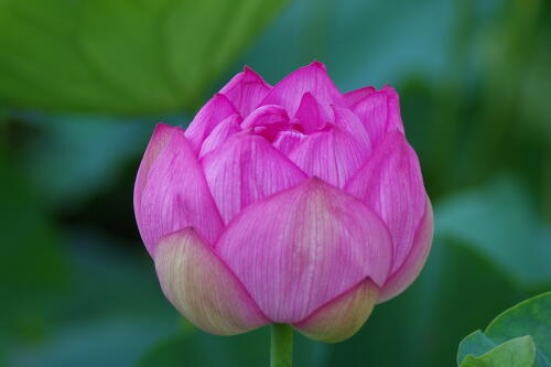 上野不忍池の蓮の花