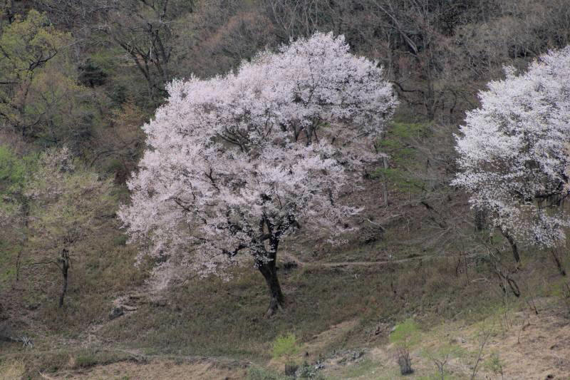 黒川桜の森_004.jpg