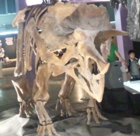 トリケラトプス