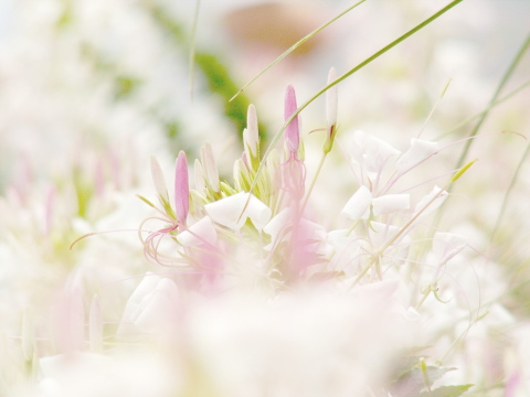 flower0013.jpg