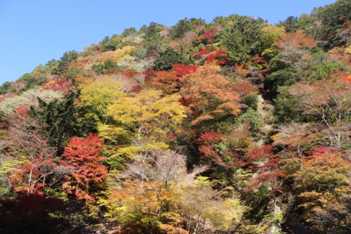 八幡峠の紅葉