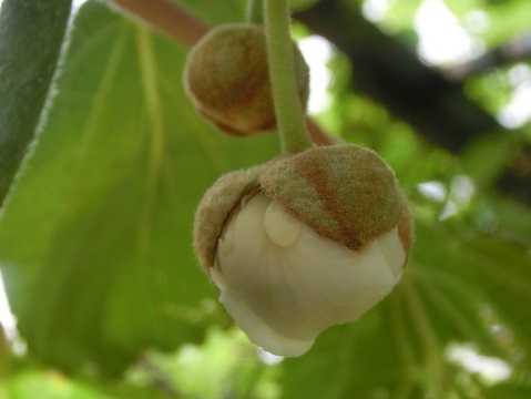 キーウィの花のツボミ