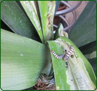 我が家で夏にロングランに咲くお花たち ギャー君子欄に虫が 狭い庭を花いっぱいにする育て方 楽天ブログ