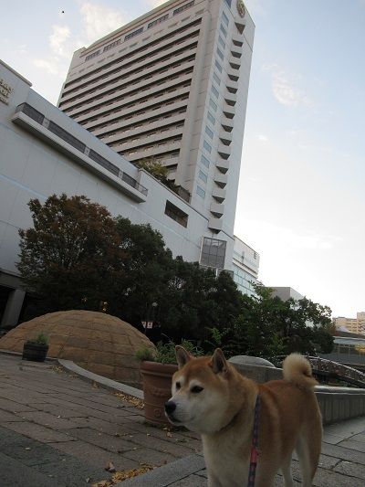 神戸ベイシェラトン ホテル タワーズ 柴犬ゴンのお散歩日記 楽天ブログ