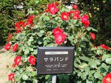 20120529薔薇.jpg