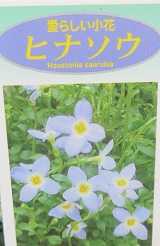 歩き過ぎ 歩 花はヒナソウ だい のひとりごと 楽天ブログ