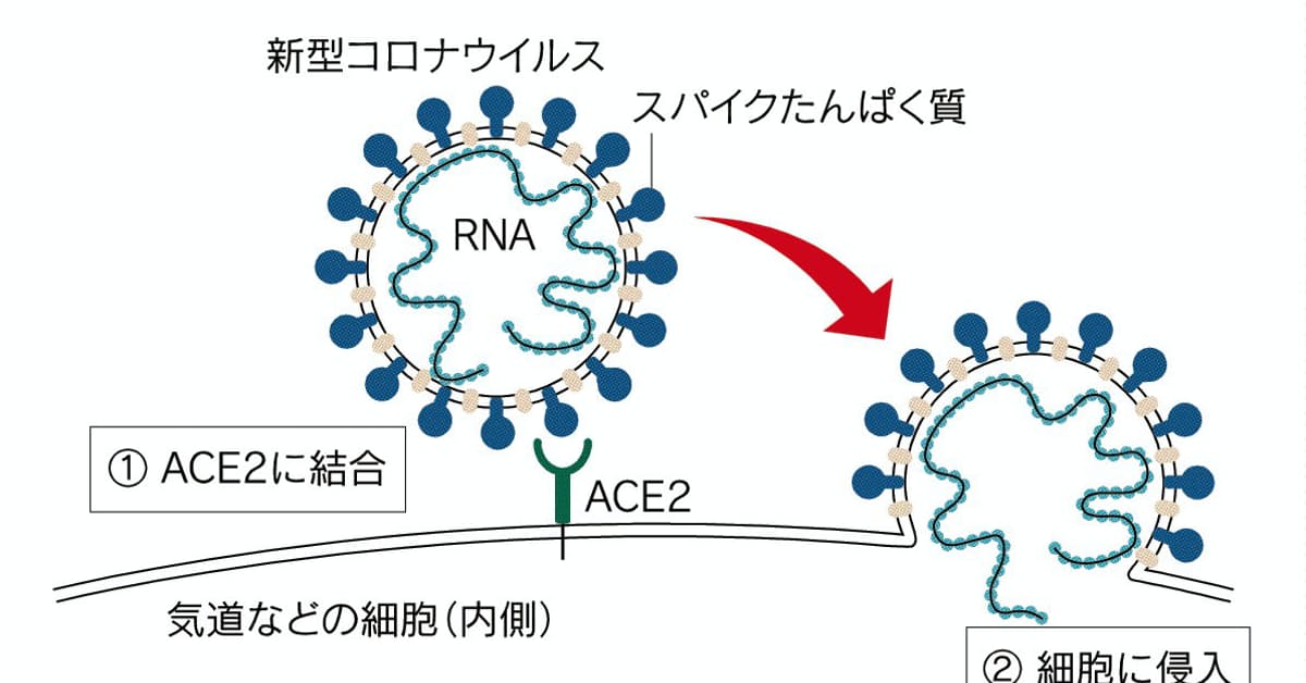 武漢肺炎、子どもは感染しにくく、重症化しない科学的事実、次々に明らかに；有害無益だった３月の全国一斉休校 |  政治、現代史、進化生物学、人類学・考古学、旅行、映画、メディアなどのブログ - 楽天ブログ