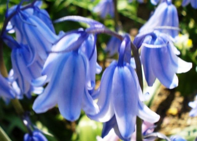 釣鐘水仙の花 花と蕎麦とリハビリと 楽天ブログ