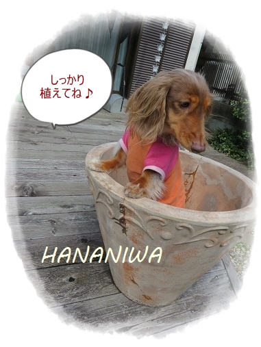 鉢の中のココちゃん斜め向き.JPG