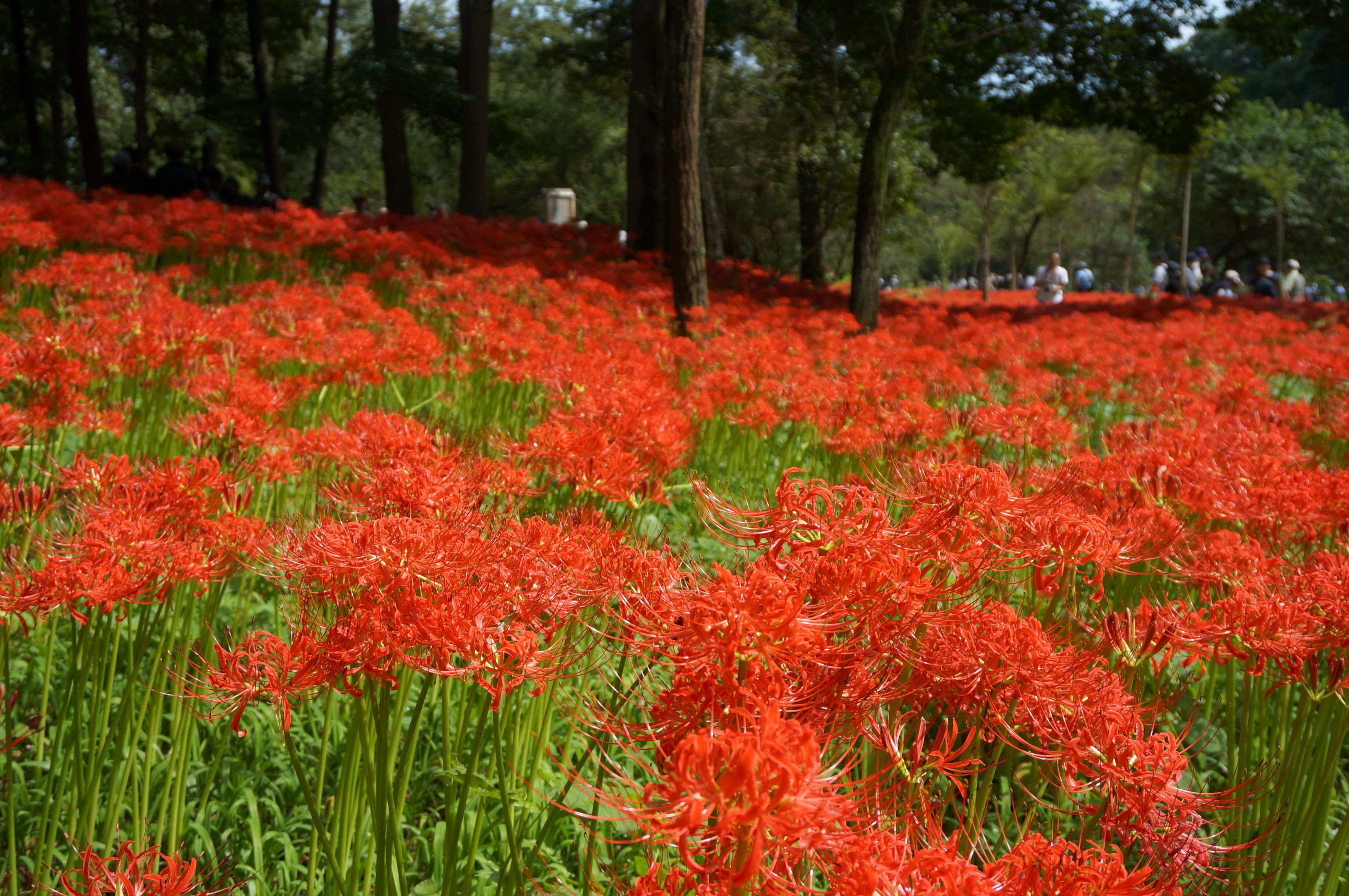 植物図鑑 ヒガンバナ 彼岸花 シロバナマンジュシャゲ 白花曼殊沙華 庭ぐらし 楽天ブログ