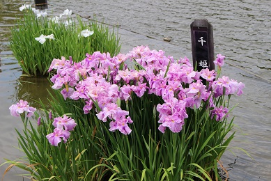 枚方　市民の森　花しょうぶ園