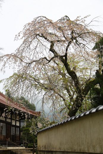 尾関山公園 鳳源寺の散り桜 くり坊のひとりごと Blog版 楽天ブログ