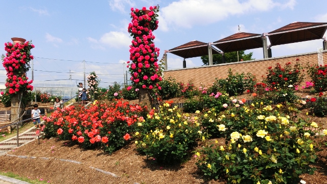 茨木　若園公園のバラ　その１