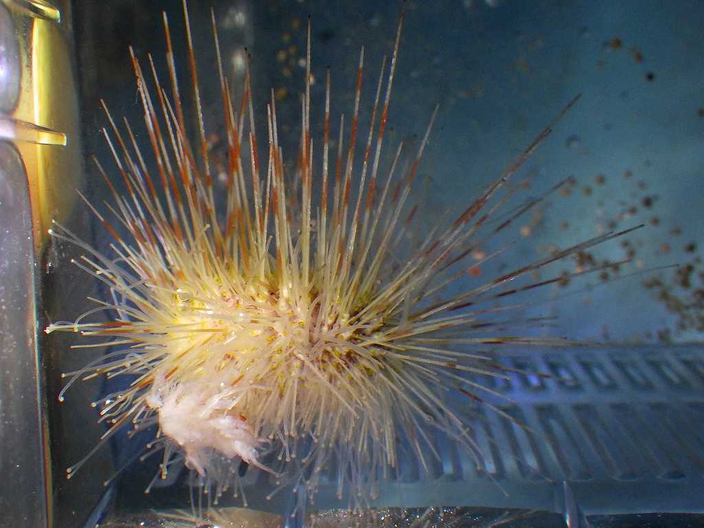 よくわから んウニたちへの給餌 海水魚が好き 楽天ブログ