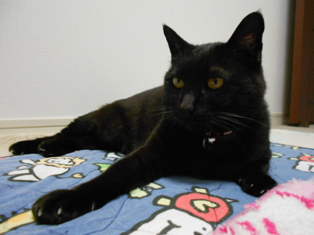 20160703みーこ3-3