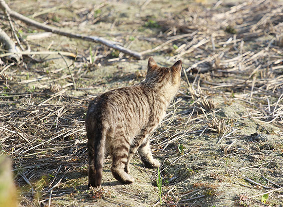 我が家のニャンコ♪2014/05/19-3