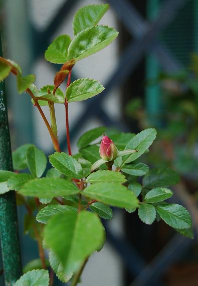 DSC_0380.JPG