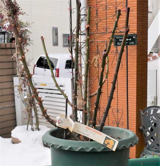 鉢植えバラの剪定と植え替え失敗 バラ色のミニガーデン 楽天ブログ