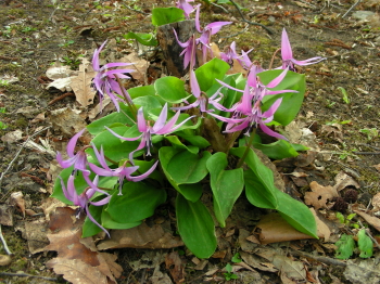 2017-04-18katakuri2 (1).JPG