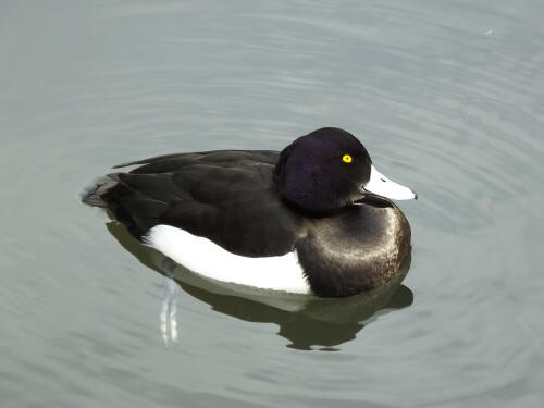 洗足池の野鳥