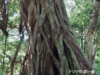 20150505 足摺岬　四万十川6