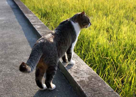 我が家のニャンコ♪2013/12/4-2