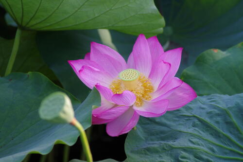 上野不忍池の蓮の花