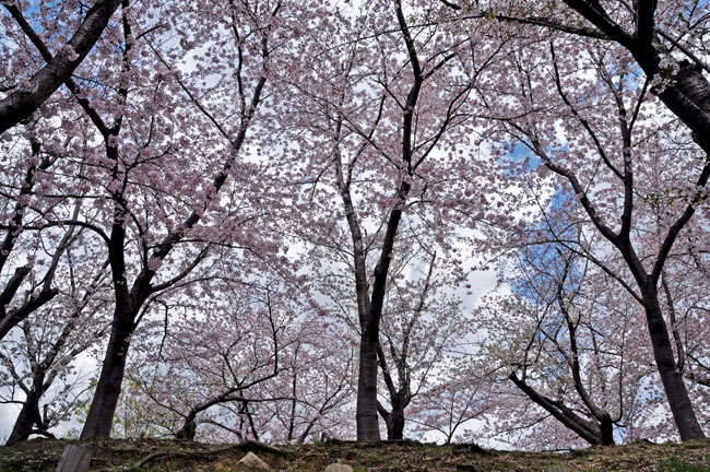 桜５