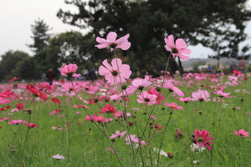 武庫川コスモス園_002.jpg