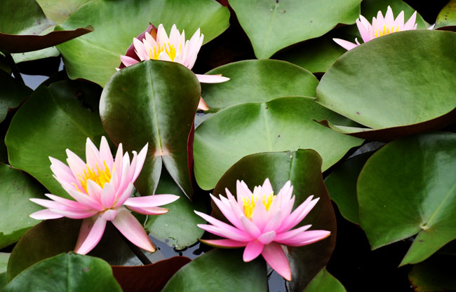 花２