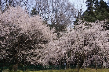 DSC01074a.jpg