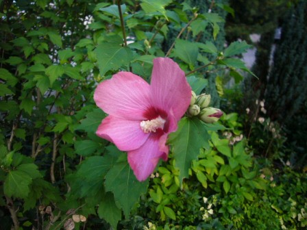P1150083（ムクゲ）.jpg