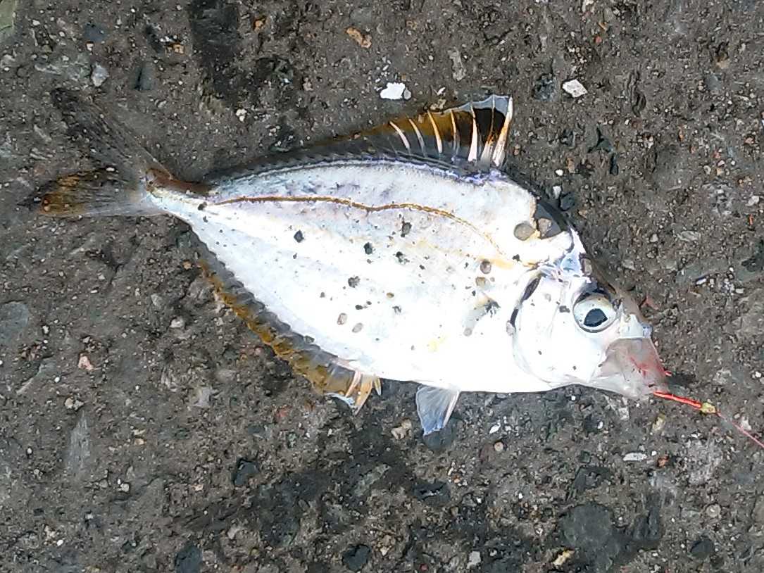 秋 深まって箱崎ふ頭 釣り釣りgogo 楽天ブログ