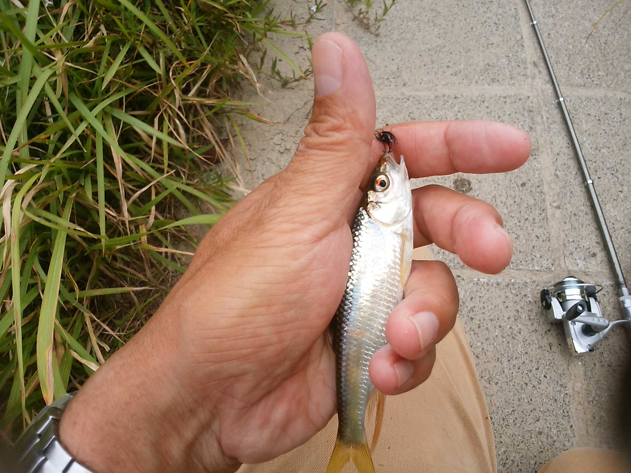 2ページ目の記事一覧 釣り釣りgogo 楽天ブログ