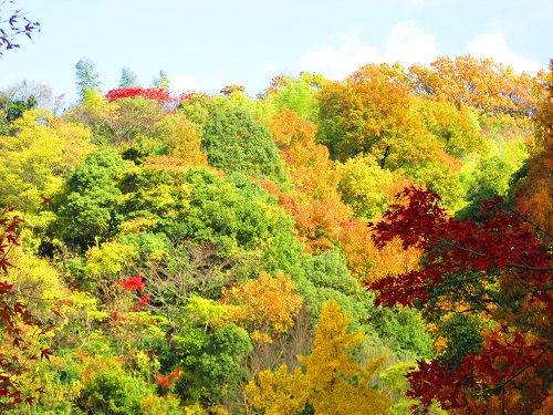 休山散歩