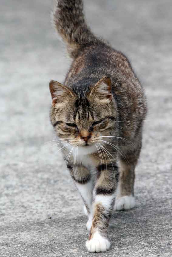 我が家のニャンコ♪2013/3/25-3