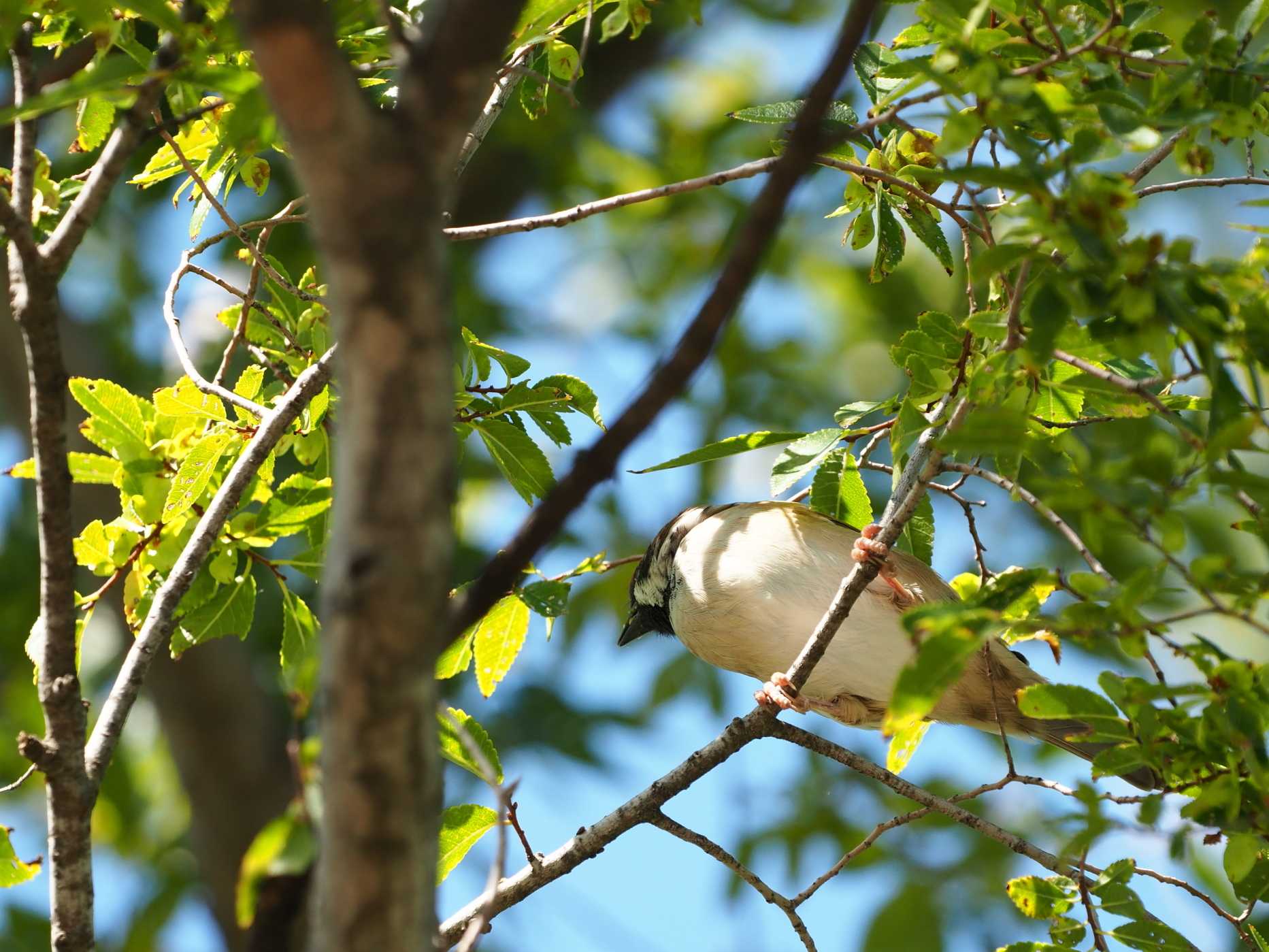 OLYMPUS E-M10 Mark ショット数 III 7933回#1070 デジタルカメラ