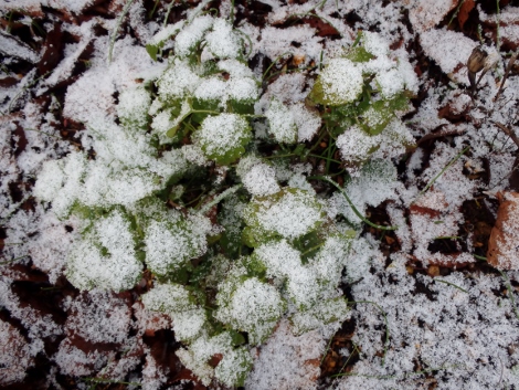 レモンバームに雪が